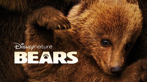 the bear 123movies